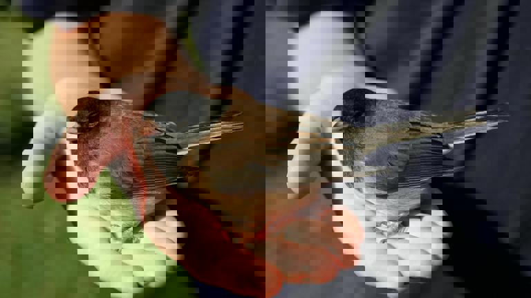 Firefighters Remove Nesting Parrots From Subway Tunnels After Service Disruption